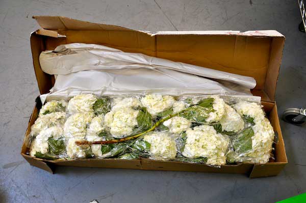 Boxed Hydrangea