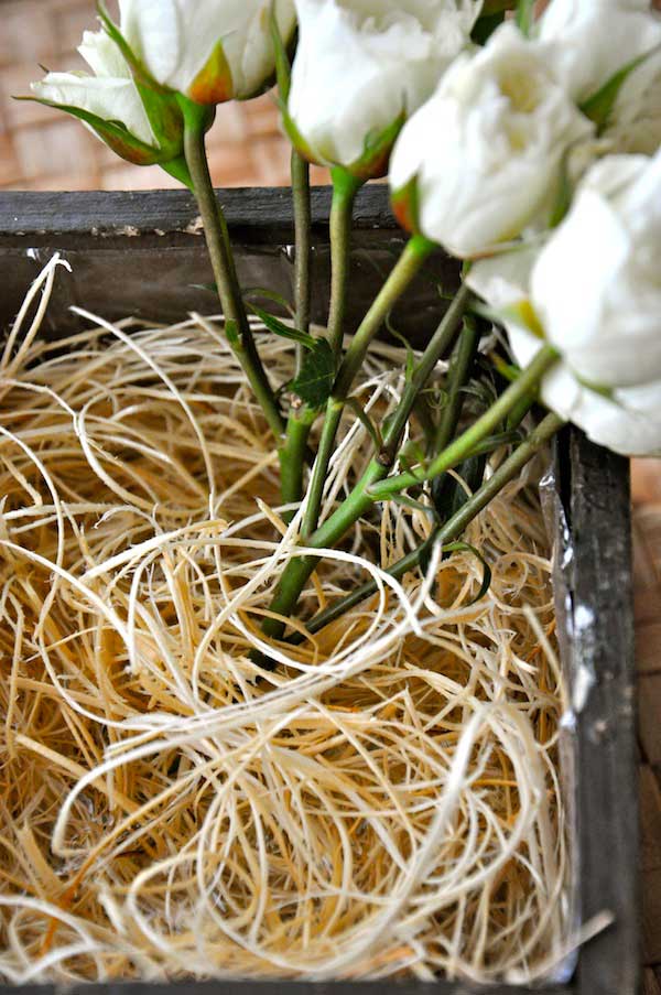 Excelsior Stems