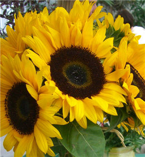 Sunflower