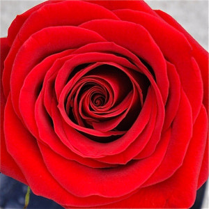 Red Rose Meaning