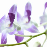 Dendrobium orchids.