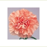 Light Pink Candy Carnation. Source: SierraFlowerFinder.com.