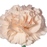 Maria Callas Cream Carnation. Source: SierraFlowerFinder.com