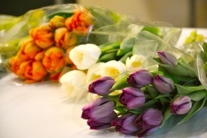 Spring Flowers