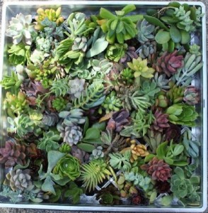 succulents