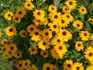 Black Eyed Susan - photo by Wikipedia
