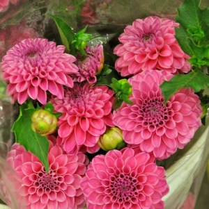 Pink Dahlias
