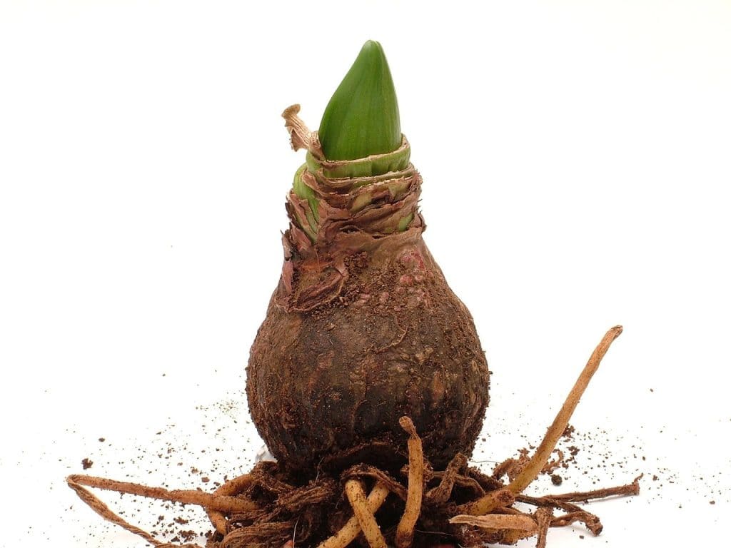 Amaryllis bulb