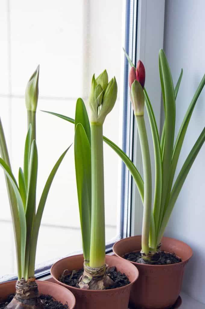 Amaryllis bulbs