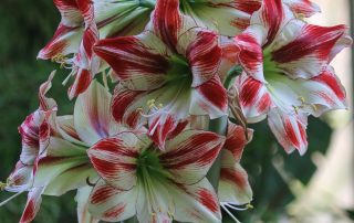 Amaryllis