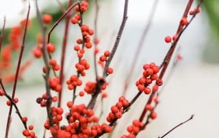 Ilex berries