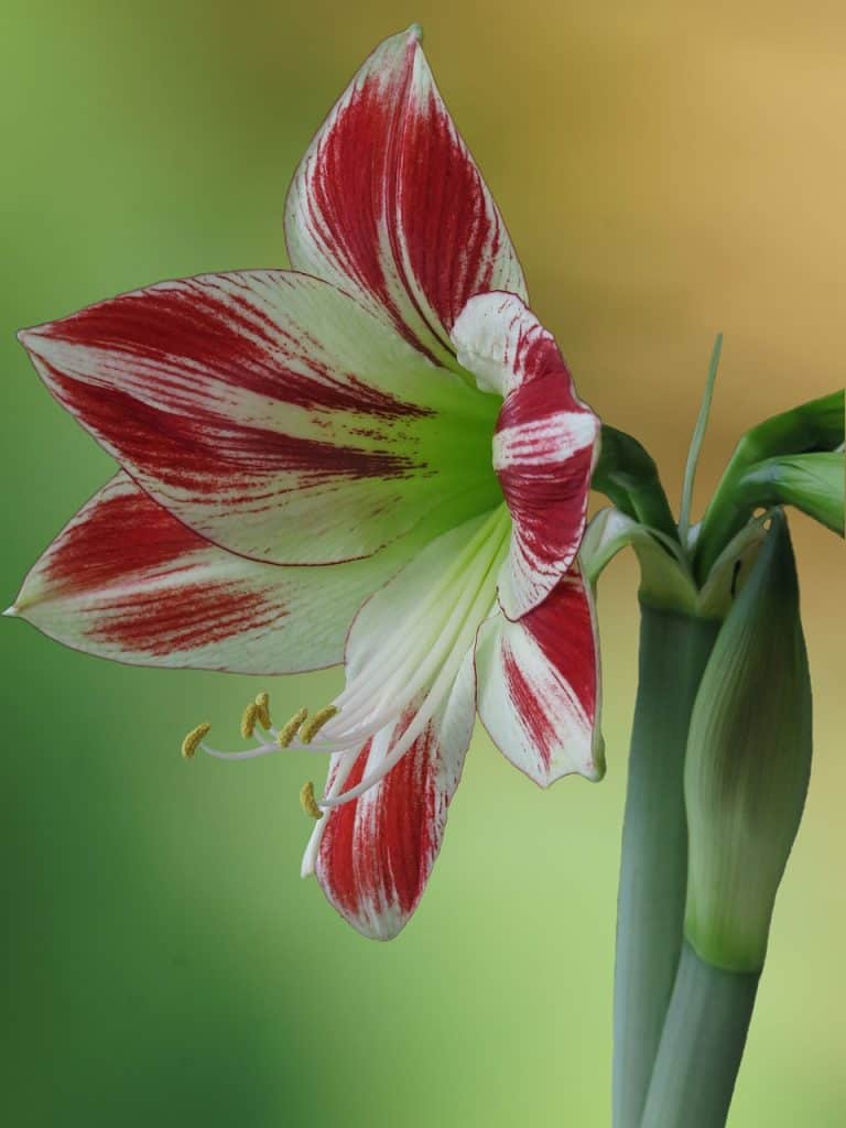 Red and white Amaryllis flower