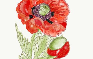 Red Poppy