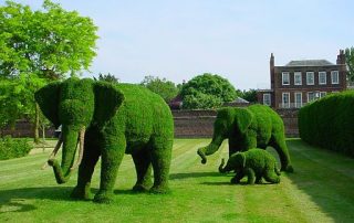 Topiary Elephants