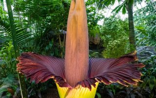 Corpse Flower