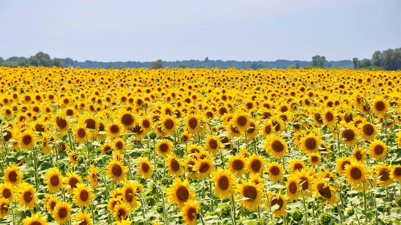 sunflower-832793_1280 Sunflower Field Maryland