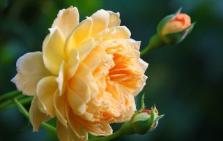 Yellow Rose