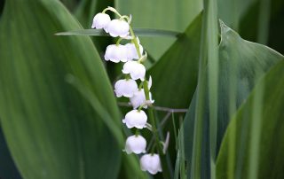 Lily of the Valley