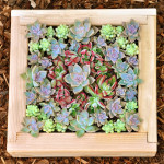 Succulent Living Wall