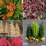 Christmas Floral Designs
