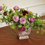 Purple Ranunculus