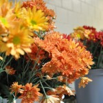 Fall Flowers