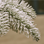 Flocked Trees