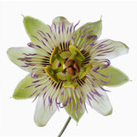 Passion Flower