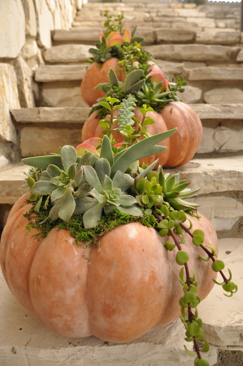 thanksgiving-cetnerpieces-succulent-pumpkins-2014