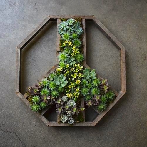 Succulent wall planter in the shape of a Peace Sign.