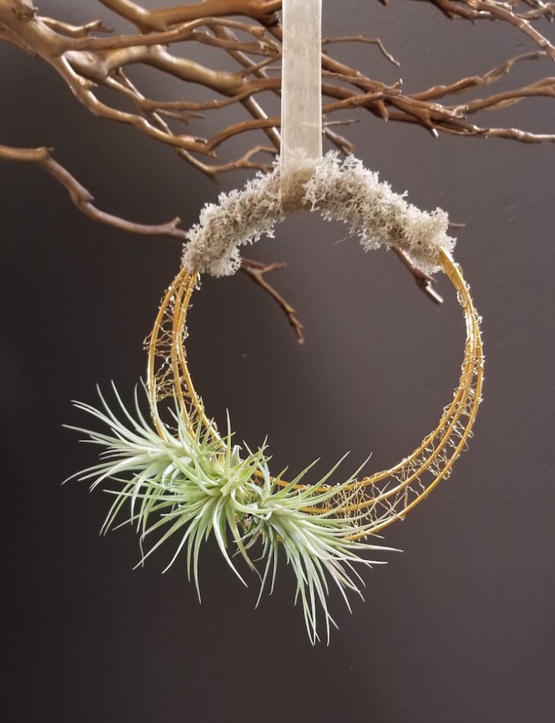 Living Tillandsia Wreath