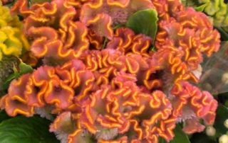 Celosia