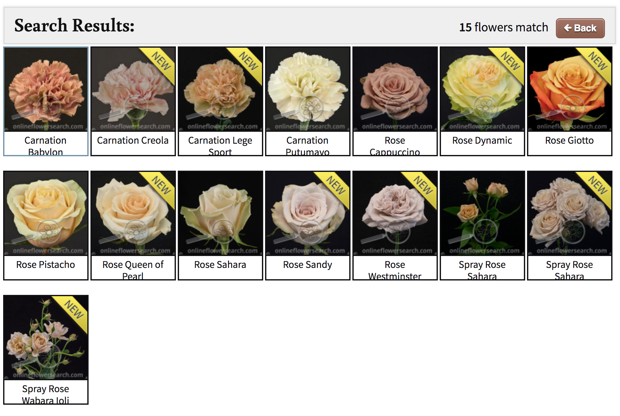 Earth toned flowers available in September
