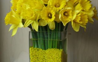 Daffodil