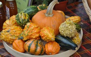 gourds