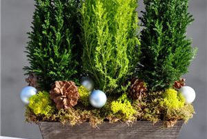MIni Trees