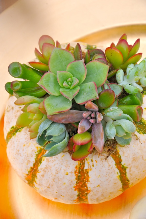 mini-zebra-pumpkin-succulent-planter