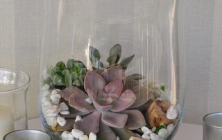 succulents