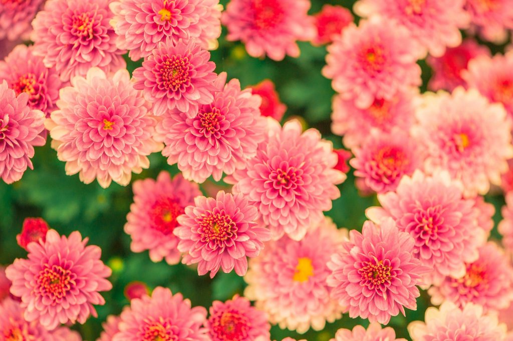Pink Mums