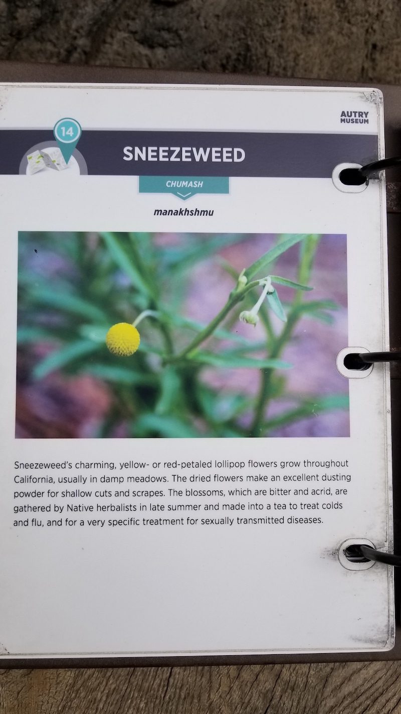 Craspedia looks like Sneezeweed