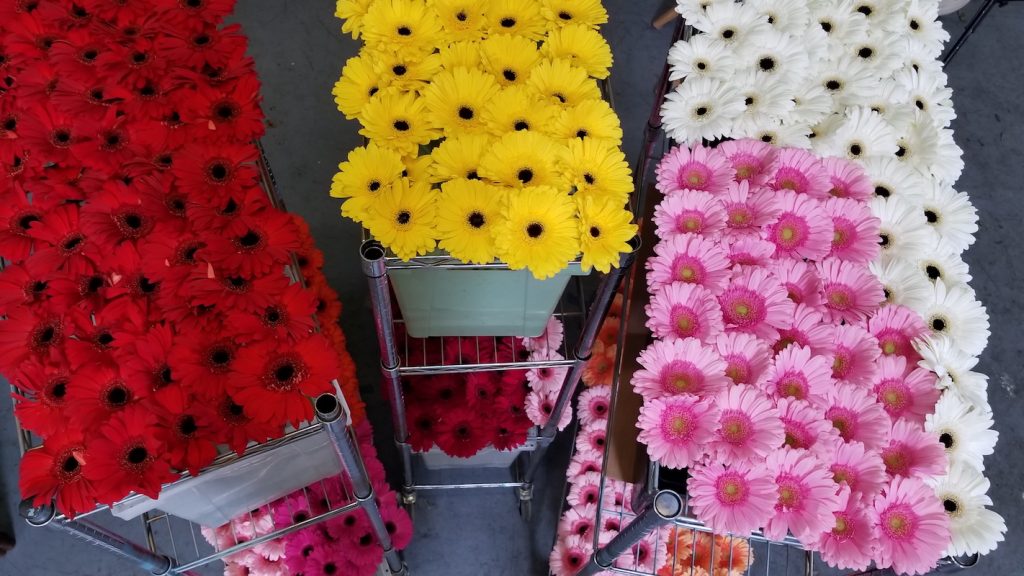 Gerbers on racks in Flower Duet's Studio