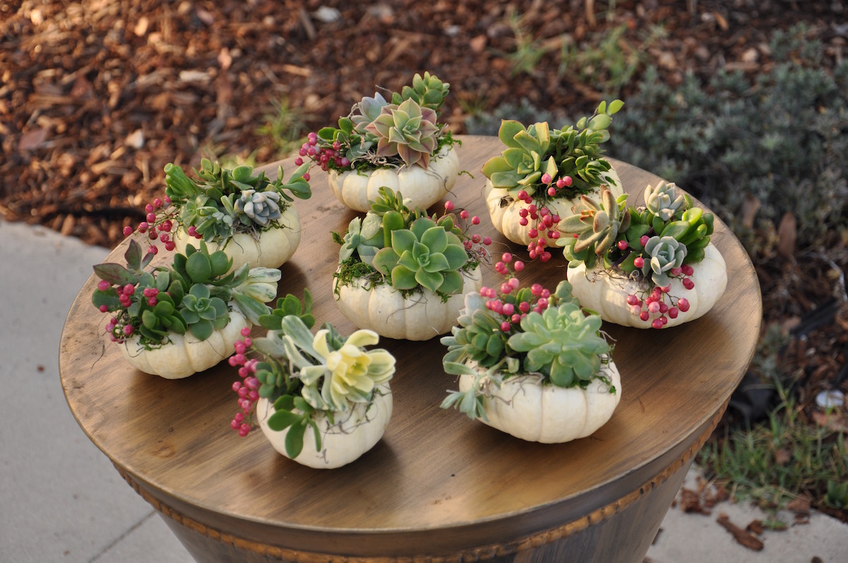 flowerduet_mini_succulent_pumpkins
