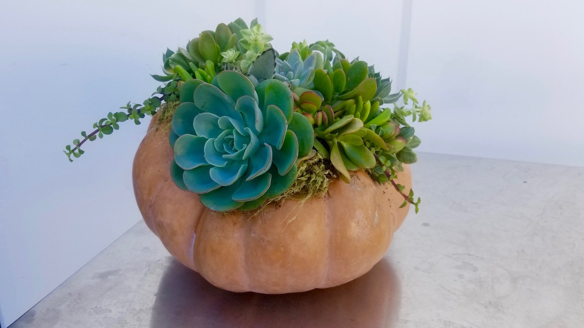 flowerduet_succulent_pumpkin