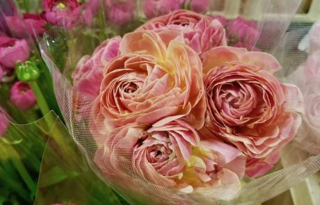 Coral Ranunculus