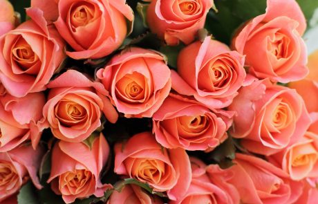 Coral Rose 'Amsterdam'
