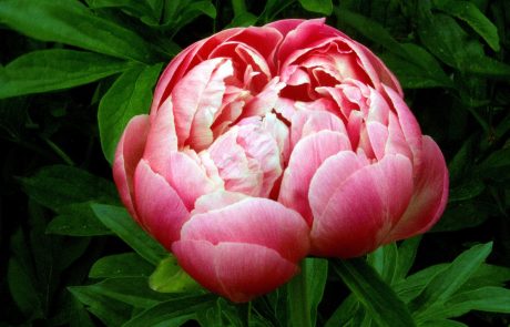 Coral Peony
