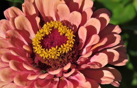Coral Zinnia