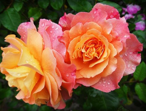 African American Florists