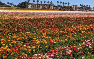 Flower Fields by Kit Wertz
