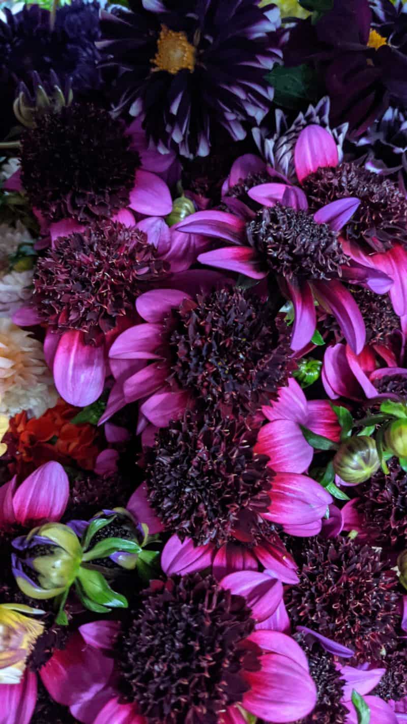 Purple Dahlias
